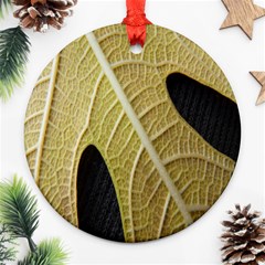 Yellow Leaf Fig Tree Texture Round Ornament (two Sides) by Nexatart