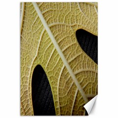 Yellow Leaf Fig Tree Texture Canvas 12  X 18   by Nexatart