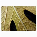 Yellow Leaf Fig Tree Texture Large Glasses Cloth Front