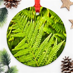 Fern Nature Green Plant Ornament (round) by Nexatart