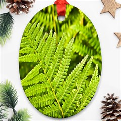 Fern Nature Green Plant Ornament (oval) by Nexatart