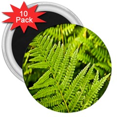 Fern Nature Green Plant 3  Magnets (10 Pack)  by Nexatart