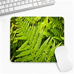 Fern Nature Green Plant Large Mousepads Front