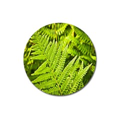 Fern Nature Green Plant Magnet 3  (round) by Nexatart