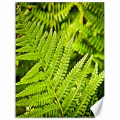 Fern Nature Green Plant Canvas 12  X 16   by Nexatart