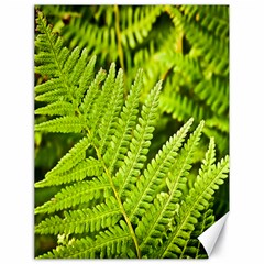 Fern Nature Green Plant Canvas 18  X 24   by Nexatart