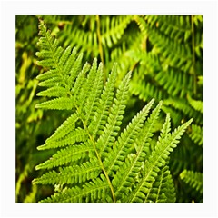 Fern Nature Green Plant Medium Glasses Cloth (2-side) by Nexatart