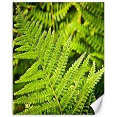 Fern Nature Green Plant Canvas 11  X 14   by Nexatart