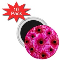 Gerbera Flower Nature Pink Blosso 1 75  Magnets (10 Pack) 