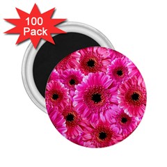 Gerbera Flower Nature Pink Blosso 2 25  Magnets (100 Pack) 