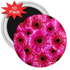 Gerbera Flower Nature Pink Blosso 3  Magnets (10 Pack) 