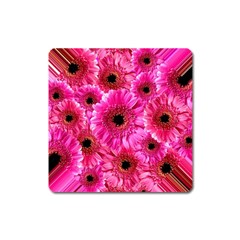 Gerbera Flower Nature Pink Blosso Square Magnet