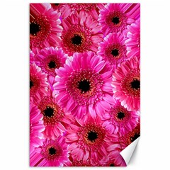 Gerbera Flower Nature Pink Blosso Canvas 20  X 30  