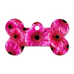 Gerbera Flower Nature Pink Blosso Dog Tag Bone (one Side) by Nexatart