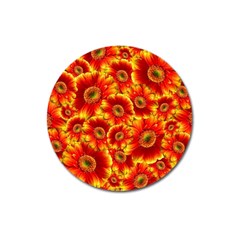 Gerbera Flowers Blossom Bloom Magnet 3  (round) by Nexatart