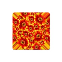 Gerbera Flowers Blossom Bloom Square Magnet