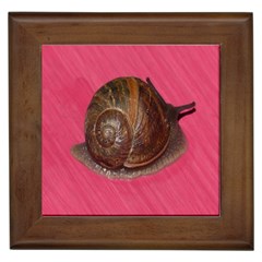 Snail Pink Background Framed Tiles