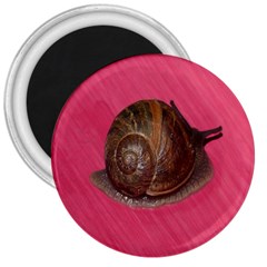 Snail Pink Background 3  Magnets