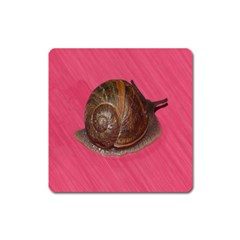 Snail Pink Background Square Magnet