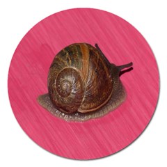 Snail Pink Background Magnet 5  (round) by Nexatart