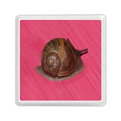 Snail Pink Background Memory Card Reader (square)  by Nexatart