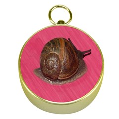 Snail Pink Background Gold Compasses by Nexatart