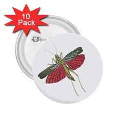 Grasshopper Insect Animal Isolated 2 25  Buttons (10 Pack)  by Nexatart