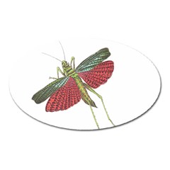 Grasshopper Insect Animal Isolated Oval Magnet by Nexatart