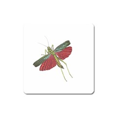 Grasshopper Insect Animal Isolated Square Magnet by Nexatart