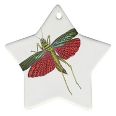 Grasshopper Insect Animal Isolated Star Ornament (two Sides) by Nexatart