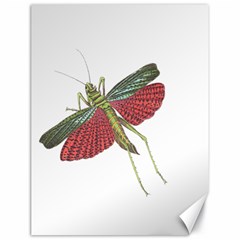 Grasshopper Insect Animal Isolated Canvas 18  X 24   by Nexatart