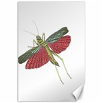 Grasshopper Insect Animal Isolated Canvas 24  x 36  23.35 x34.74  Canvas - 1