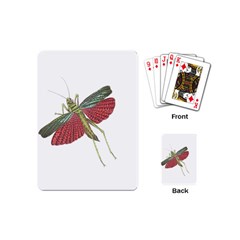 Grasshopper Insect Animal Isolated Playing Cards (mini)  by Nexatart