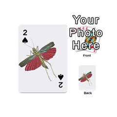 Grasshopper Insect Animal Isolated Playing Cards 54 (mini)  by Nexatart