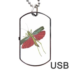 Grasshopper Insect Animal Isolated Dog Tag Usb Flash (two Sides)