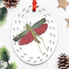 Grasshopper Insect Animal Isolated Oval Filigree Ornament (two Sides) by Nexatart