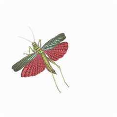 Grasshopper Insect Animal Isolated Small Garden Flag (two Sides) by Nexatart