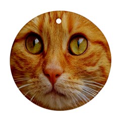 Cat Red Cute Mackerel Tiger Sweet Ornament (round) by Nexatart