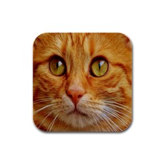 Cat Red Cute Mackerel Tiger Sweet Rubber Square Coaster (4 Pack)  by Nexatart