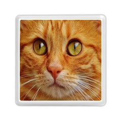 Cat Red Cute Mackerel Tiger Sweet Memory Card Reader (square)  by Nexatart