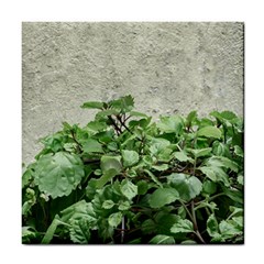 Plants Against Concrete Wall Background Tile Coasters