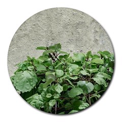 Plants Against Concrete Wall Background Round Mousepads by dflcprints