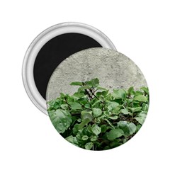 Plants Against Concrete Wall Background 2.25  Magnets