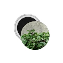 Plants Against Concrete Wall Background 1.75  Magnets