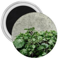 Plants Against Concrete Wall Background 3  Magnets