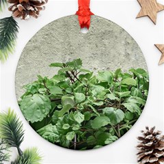 Plants Against Concrete Wall Background Ornament (Round)