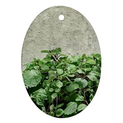 Plants Against Concrete Wall Background Ornament (Oval)