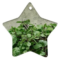 Plants Against Concrete Wall Background Ornament (Star)