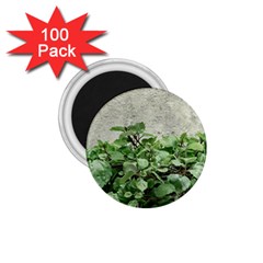 Plants Against Concrete Wall Background 1.75  Magnets (100 pack) 