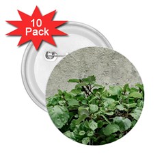 Plants Against Concrete Wall Background 2.25  Buttons (10 pack) 